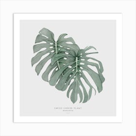 Swiss Cheese Plant Off White Square Art Print