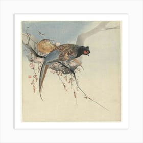 Pheasant In Cherry Blossom Art Print