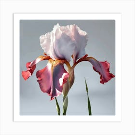 Iris, Beautiful And Realistic Light Pink Crimson Art Print