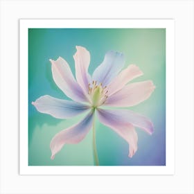 Clematis Art Print