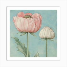 Two Pink Poppies Art 1 Art Print