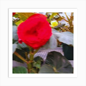 Red Flower In A Greenhouse Art Print