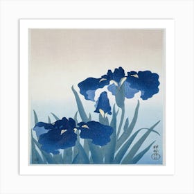 Irises 2 Art Print