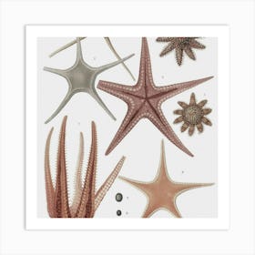 Starfishes Art Print