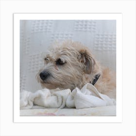 Dog Laying On A Blanket 3 Art Print