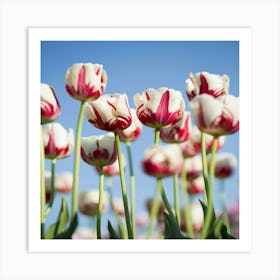 Tulips 1 Art Print