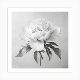 Peony Art Print