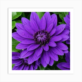 Purple Dahlia Art Print