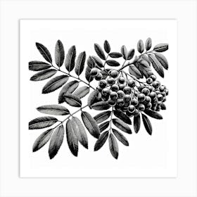 Rowan branch 3 Art Print