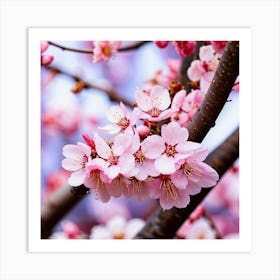 Cherry Blossoms 4 Art Print