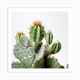 Cactus With Water Droplets Art Print