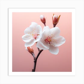 Blossoming Cherry Blossoms On Pink Background Art Print