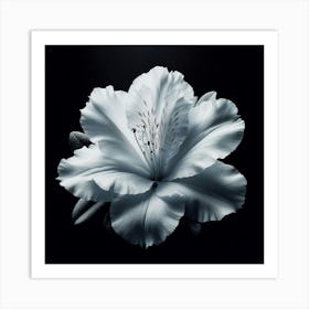 White Azalea Flower Art Print