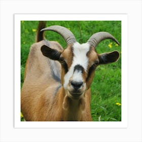 Goat With Horns Art Print