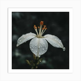 White Flower With Raindrops Art Print