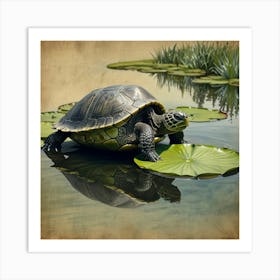 Turtle On Water Lily Art Print