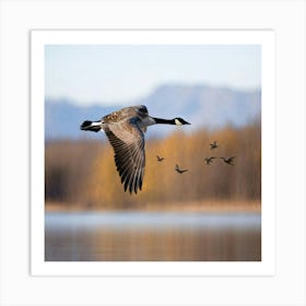 Canadian Goose Soaring Above A Lake With Leaves Occupying The Golden Hues Of Autumn Reflection Mirr Art Print