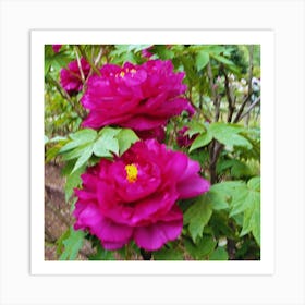 Peonies in Japan 4 Art Print