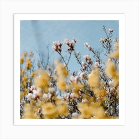Pink And Yellow Spring Flowers  Colour Nature And Floral Photography Square Art Print