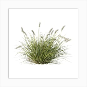 Grass On A White Background 1 Art Print