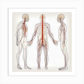 Human Anatomy Art Print