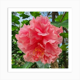 Hibiscus Flower Art Print