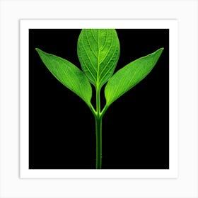 Green Leaf Isolated On Black Background Art Print