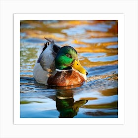 Firefly Colorful Mallard Swimming In Serene Duck Pond 57546 (1) Art Print