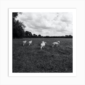 Sheep In A Field Art Print