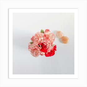 Carnations Botanical Photography Art Print