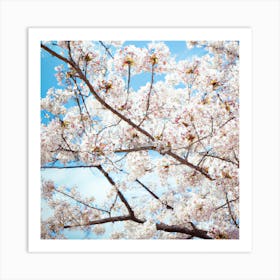 Cherry Blossoms 6 Art Print