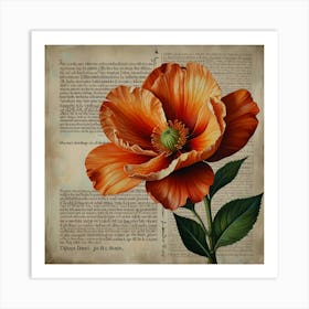 Orange Poppy 1 Art Print