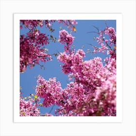 Pink cherry blossom and the blue sky Art Print