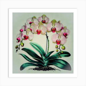 Orchids 1 Art Print