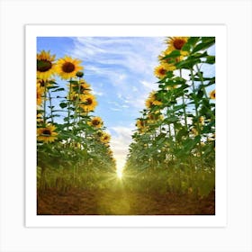 Sunflower Field Art Print