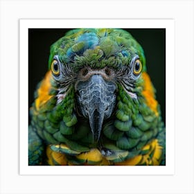 Parrot Gaze Art Print