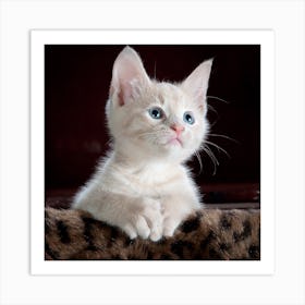 White Kitten With Blue Eyes Art Print