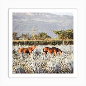 Horses In Agave Field Square Art Print