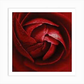 Red Rose Art Print