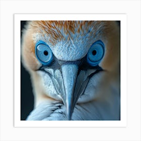 Blue Eyed Gannet Art Print