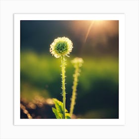 Flower In The Sun Art Print