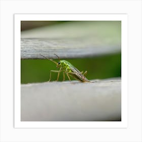 Grasshopper - Grasshopper Stock Videos & Royalty-Free Footage Art Print