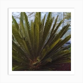 Cactus In A Greenhouse Art Print