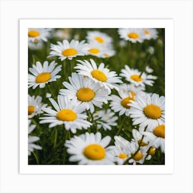 Daisy Field 3 Art Print