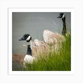 Canadian Geese 26 Art Print