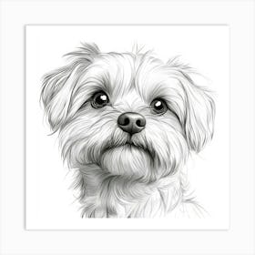 Lhasa Apso 1 Art Print