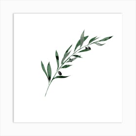 Olive Branch Art Print