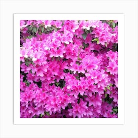 Azaleas 12 Art Print