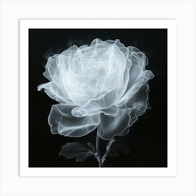 Translucent Rose Art Print