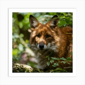 Red Fox Art Print